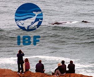observação de baleia praia do rosa