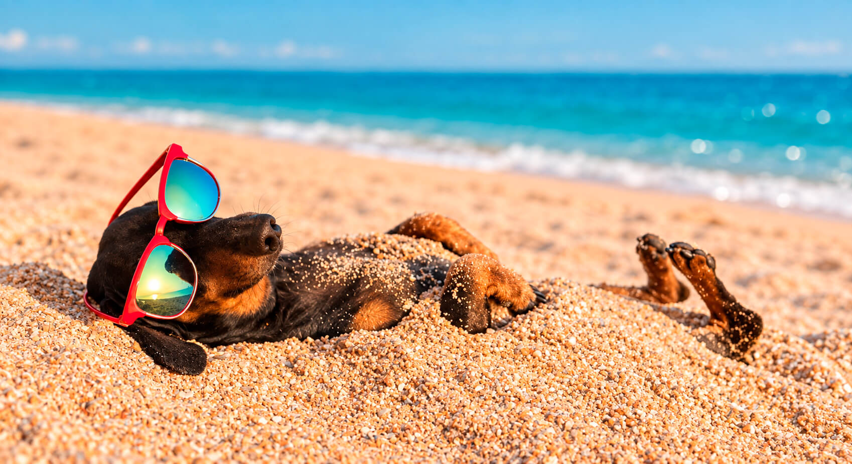 Cachorro salsicha de óculos descansando na praia, representando a hospedagem Pet Friendly na Praia do Rosa