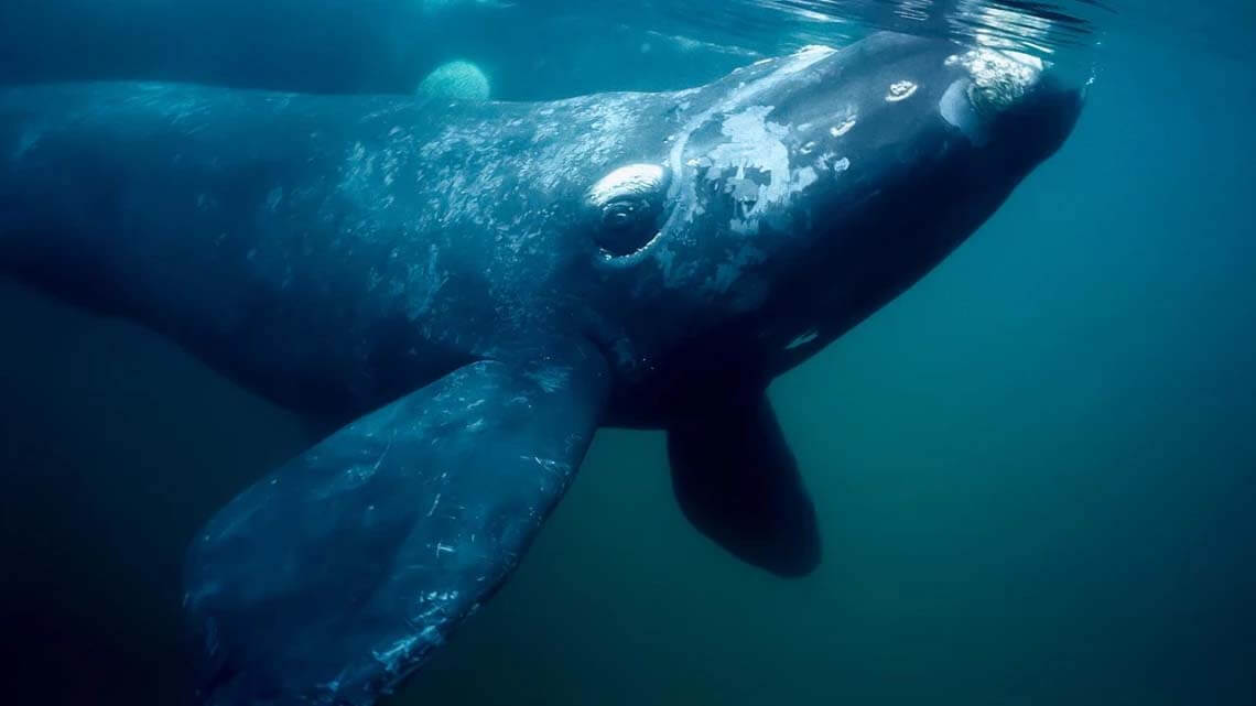 Ballena franca en las aguas de Praia do Rosa, Santa Catarina